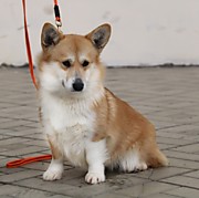 лОЛИТА