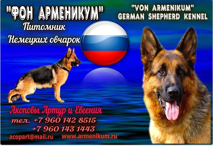 Сайт "фон Арменикум"